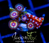 JF SONIC FLARE COMBO