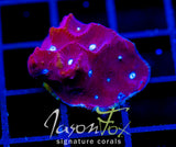 JF PARANOIA FAVIA