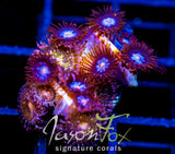 JF COSMIC ECLIPSE ZOAS COMBO