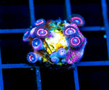 JF BUBBLICIOUS PALYS COMBO