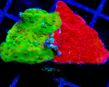 WWC GRAFTED TURBICULATA