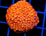 JF AGENT ORANGE CYPHASTREA