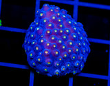 JF TECHNO CYPHASTREA