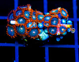 JF GATORAIDES ZOAS