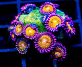 JF MOHICAN SUNS PALYS