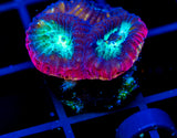 JF PSYCHO RAINBOW RIM FAVIA