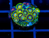 JF AUSSIE SCAMBLED EGG ZOAS COMBO