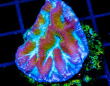 JF NUCLEAR SPILL MAZE BRAIN