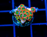 JF VEGAS STRIPS ZOAS
