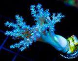 JF GREEN NEPTIA TREE