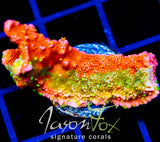 JF GRAFTED SUN MONTI