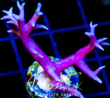 JF PINK FLAMINGO BN XL FRAG