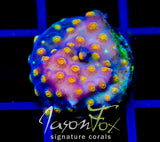 JF PARTY CRASHER CYPHASTREA