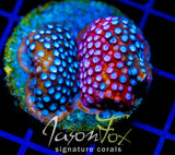 JF FENDER BENDER CYPHASTREA