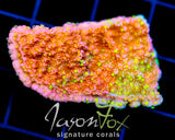 JF GRAFTED SUN MONTI