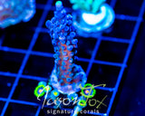 WWC YELLOW TIPS ACRO COMBO