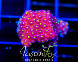 BLING BLING CYPHASTREA