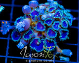 JF DEEP BLUE PALYS COMBO XL FRAG