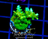JF GREEN DRAGON ACRO