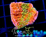 JF GRAFTED SUN MONTI
