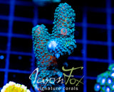 JF AUTUMN BLAZE ACRO XL FRAG
