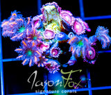 JF ORANGE INFUSED RAINBOW CLOVES COMBO