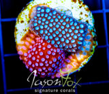 JF FENDER BENDER CYPHASTREA