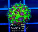 JF INFERNO GALAXIA