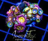 JF ZOA BOUQUET