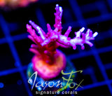 TYREE RED DRAGON ACRO
