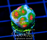 JF OUTER ORBIT CHALICE