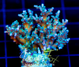 TYREE BLUEBERRY STARS ACRO COMBO 2