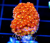JF KALEIDOSCOPE GONI