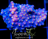 JF TECHNO CYPHASTREA