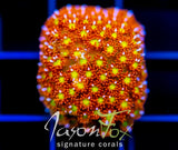JF KALEIDOSCOPE GONI