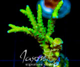 BR GREEN GOBLIN ANACROPORA