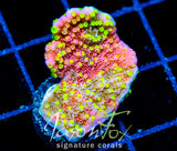 JF GRAFTED SUN MONTI