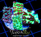 JF HYNOPHORA PLATTER