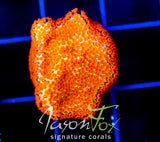 JF REVERSE SUNSET MONTI