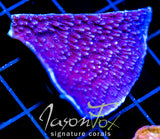 JF PURPLE CAP 2 INCH FRAG