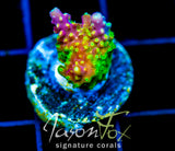 JF HATERAID ACRO