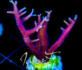 JF PINK FLAMINGO BN