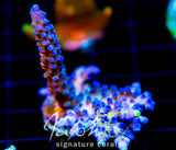 WWC YELLOW TIPS ACRO XXL FRAG