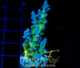 JF LEMONGRASS ACRO XXL FRAG