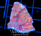 GB SEVEN HEAVENS MONTI XL FRAG