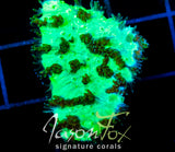 JF HIGHLIGHTER GREEN HYDNO
