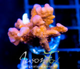 JF BLACK LIGHT SETOSA XL FRAG
