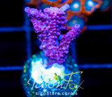 JF CHEAP DATE ACRO
