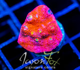 JF PINK BOOBIES CHALICE