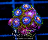 JF ASS MONKEYS ZOAS COMBO